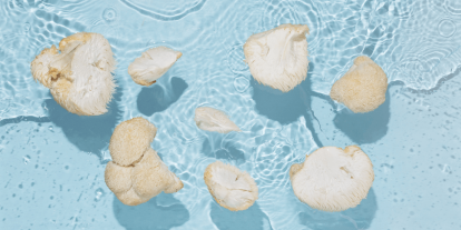 ; Weiter zum Artikel "Hericium: Ein Pilz mit Tradition und Zukunft"